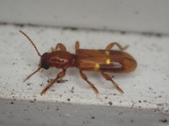 Priocera castanea