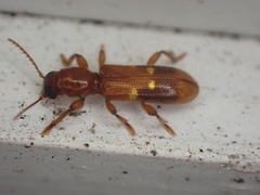 Priocera castanea