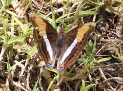 Doxocopa