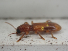 Priocera castanea