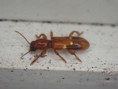 Priocera castanea