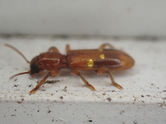 Priocera castanea