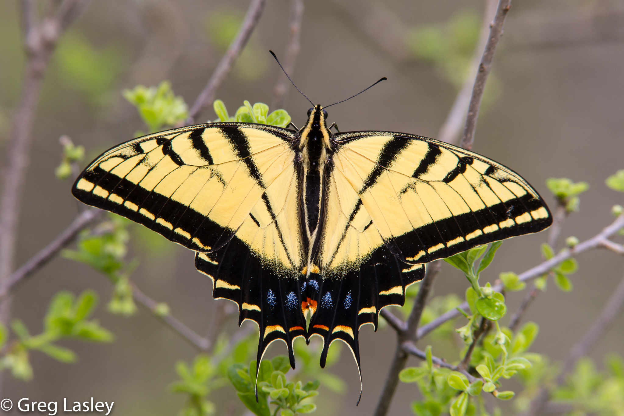 Exploring the Multifaceted Beauty of Papilio Multicaudatus: A Stunning ...