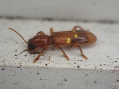Priocera castanea