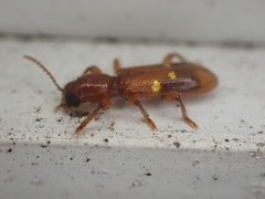 Priocera castanea