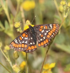 Euphydryas gillettii