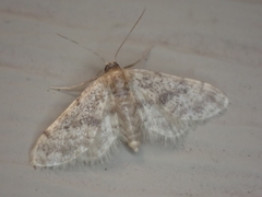 Idaea bonifata