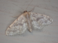 Idaea bonifata
