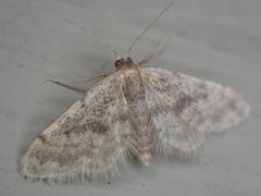 Idaea bonifata