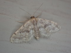 Idaea bonifata