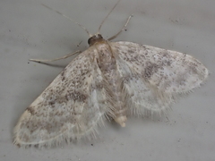 Idaea bonifata