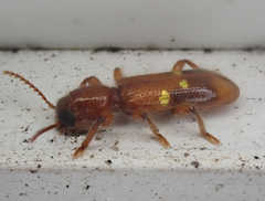 Priocera castanea