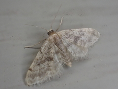 Idaea bonifata