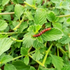 Acraea terpsicore