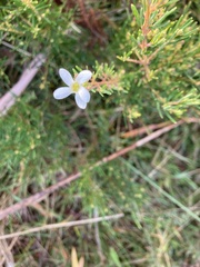 Ricinocarpos pinifolius
