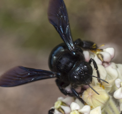 Xylocopa californica diamesa