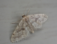 Idaea bonifata