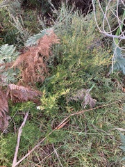 Ricinocarpos pinifolius