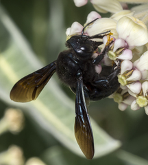 Xylocopa californica diamesa