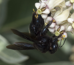 Xylocopa californica diamesa