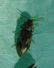 Stropenron hieroglyphica