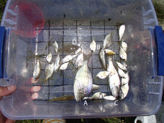 Citharichthys spilopterus