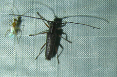 Saperda discoidea