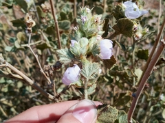 Malacothamnus marrubioides