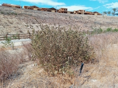 Malacothamnus marrubioides