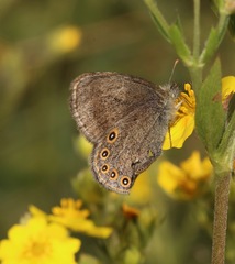 Coenonympha haydenii