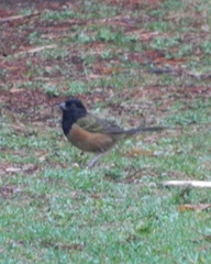 Pipilo maculatus macronyx