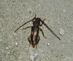 Tylonotus bimaculatus