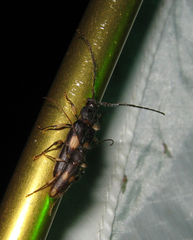 Tylonotus bimaculatus