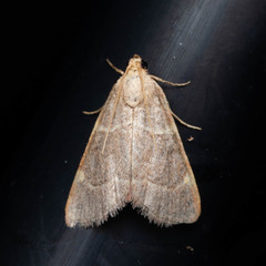 Hypsopygia binodulalis
