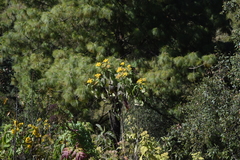 Verbesina oncophora
