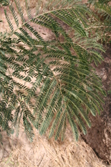 Albizia chevalieri