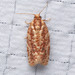 Juniper Budworm Moth - Photo (c) Anna Bennett, some rights reserved (CC BY-NC), uploaded by Anna Bennett