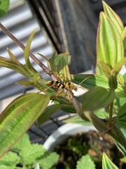 Chlorophorus quinquefasciatus