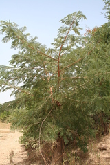 Albizia chevalieri