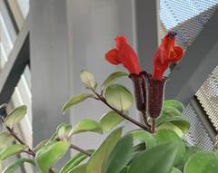 Aeschynanthus radicans