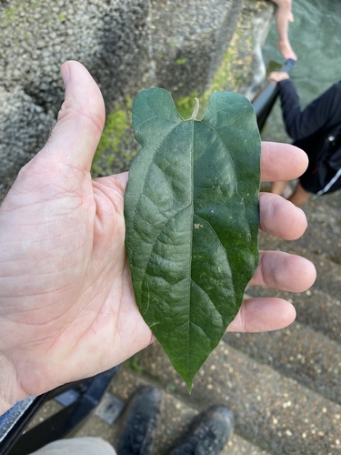 Aristolochia deltantha (Aristolochia deltantha)