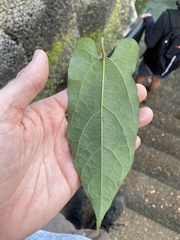 Aristolochia deltantha