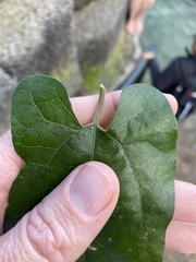 Aristolochia deltantha