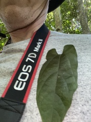 Aristolochia deltantha