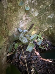 Aristolochia deltantha