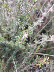 Xanthosia ternifolia