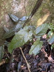 Aristolochia deltantha
