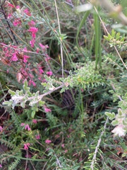 Xanthosia ternifolia