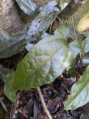 Aristolochia deltantha