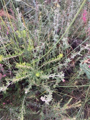 Xanthosia ternifolia